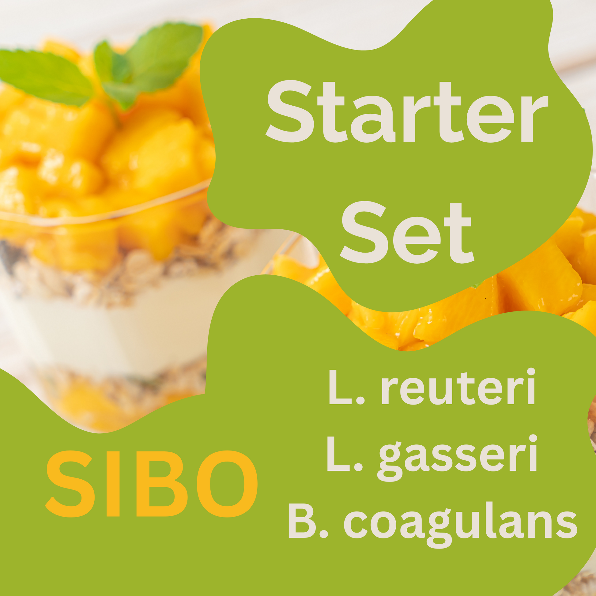 啟動套裝 L. reuteri、L. gasseri、B. coagulans 優格 | SIBO 優格