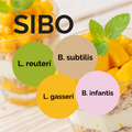 L. reuteri + L. gasseri + B. infantis + B. subtilis | Yogurt Starter Set | SIBO | Starter Cultures | 3-Pack